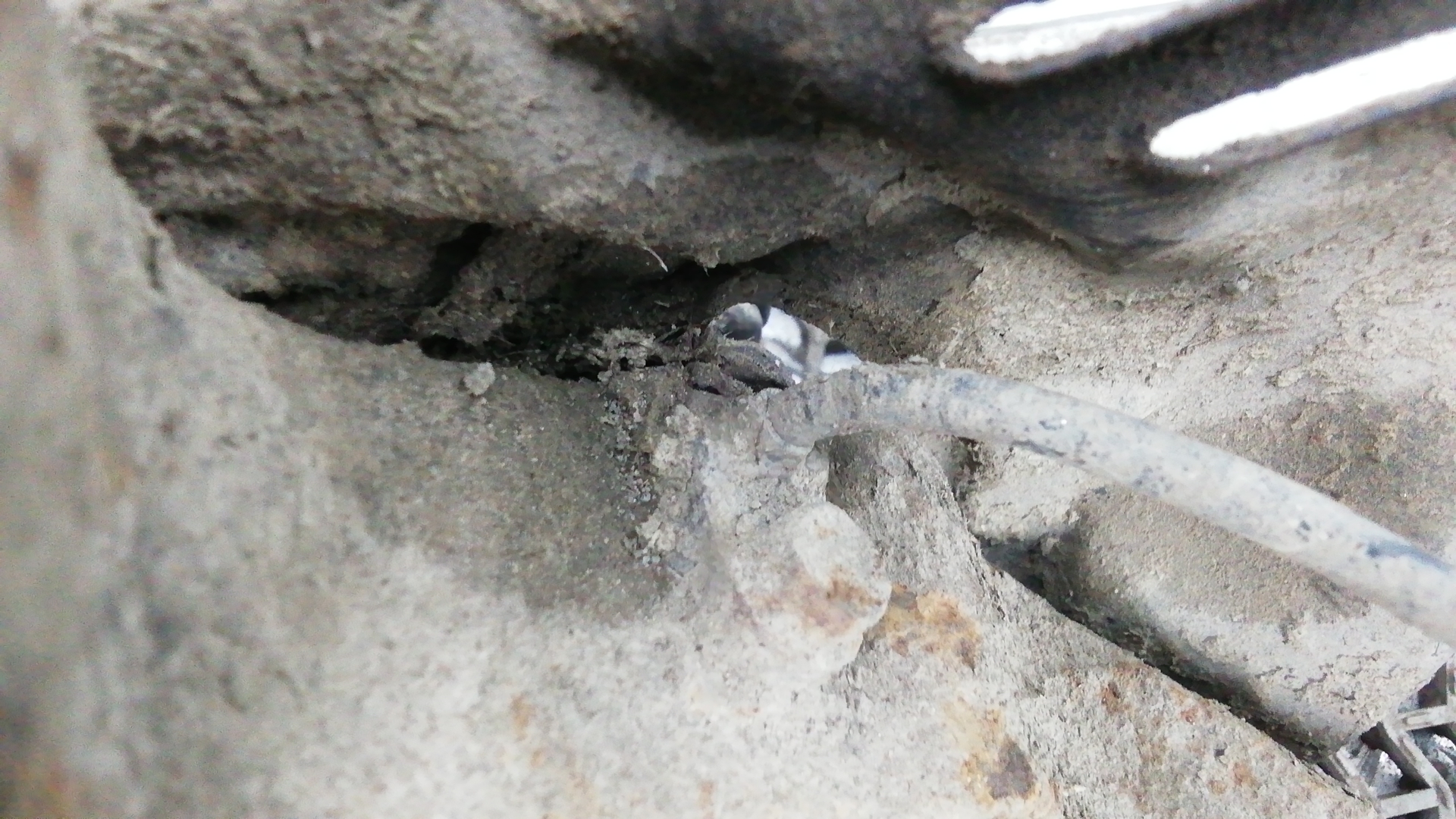 Ступица передняя