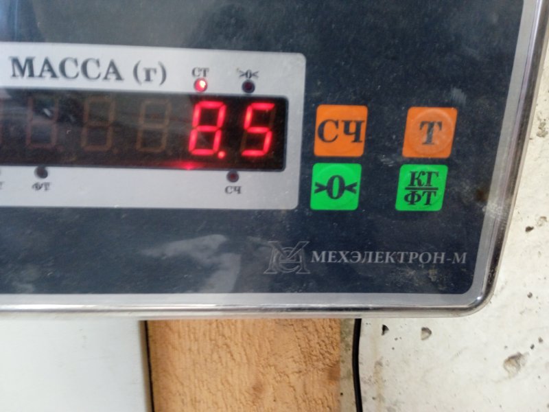 Торпедо