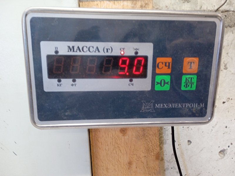 Торпедо