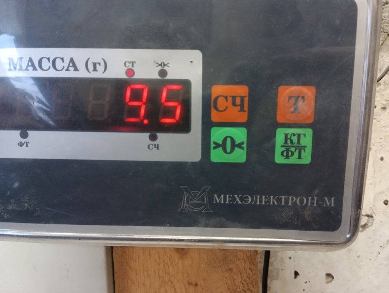 Торпедо