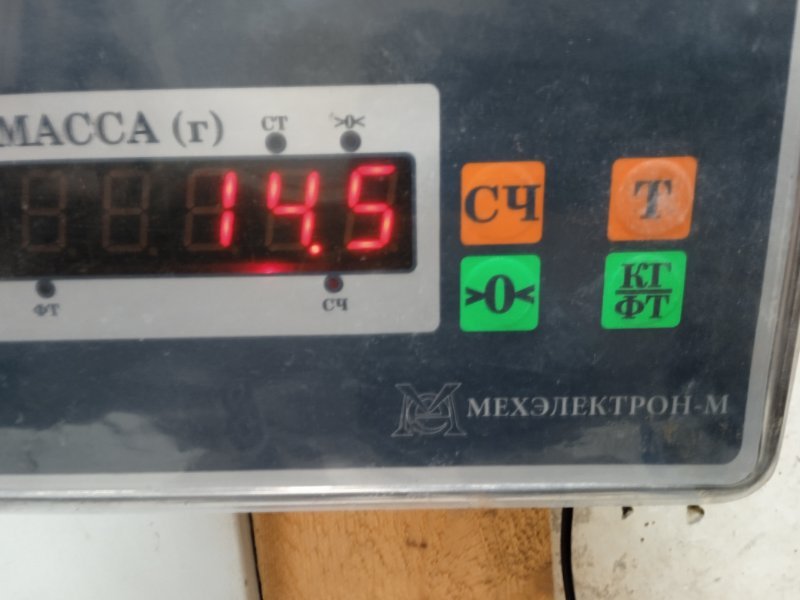 Торпедо