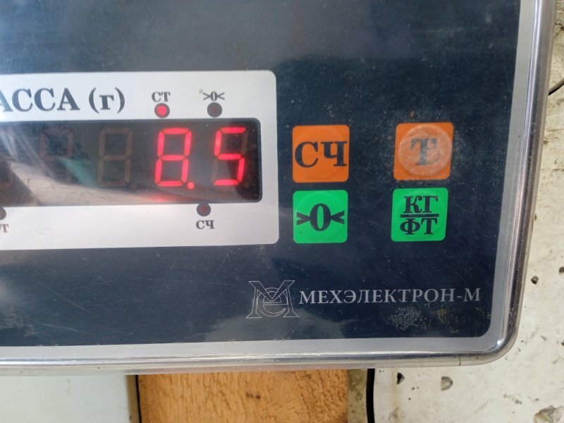 Торпедо