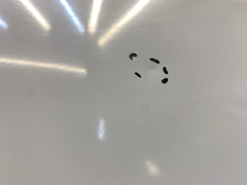 Дверь задняя левая