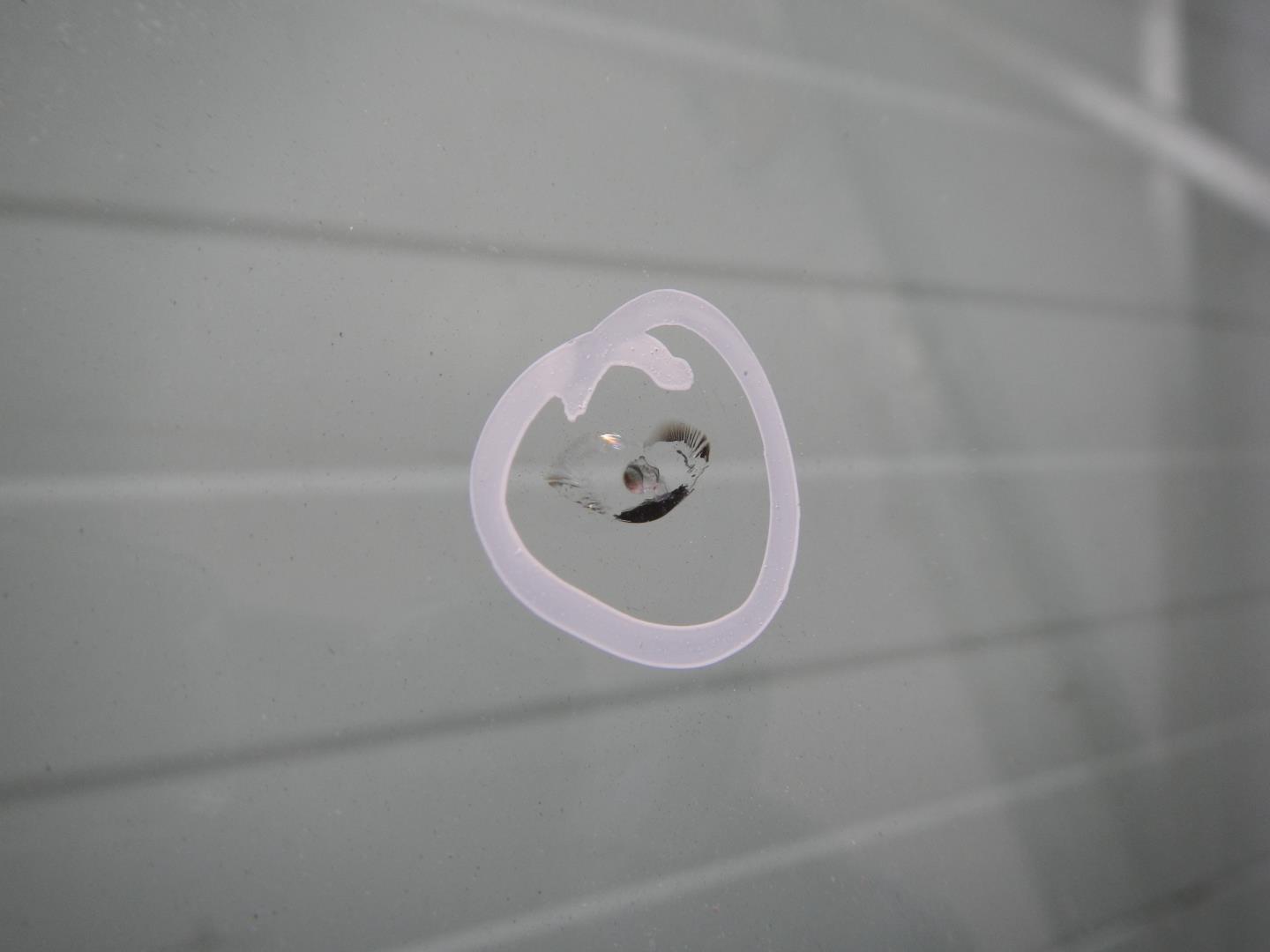 Стекло лобовое (ветровое)