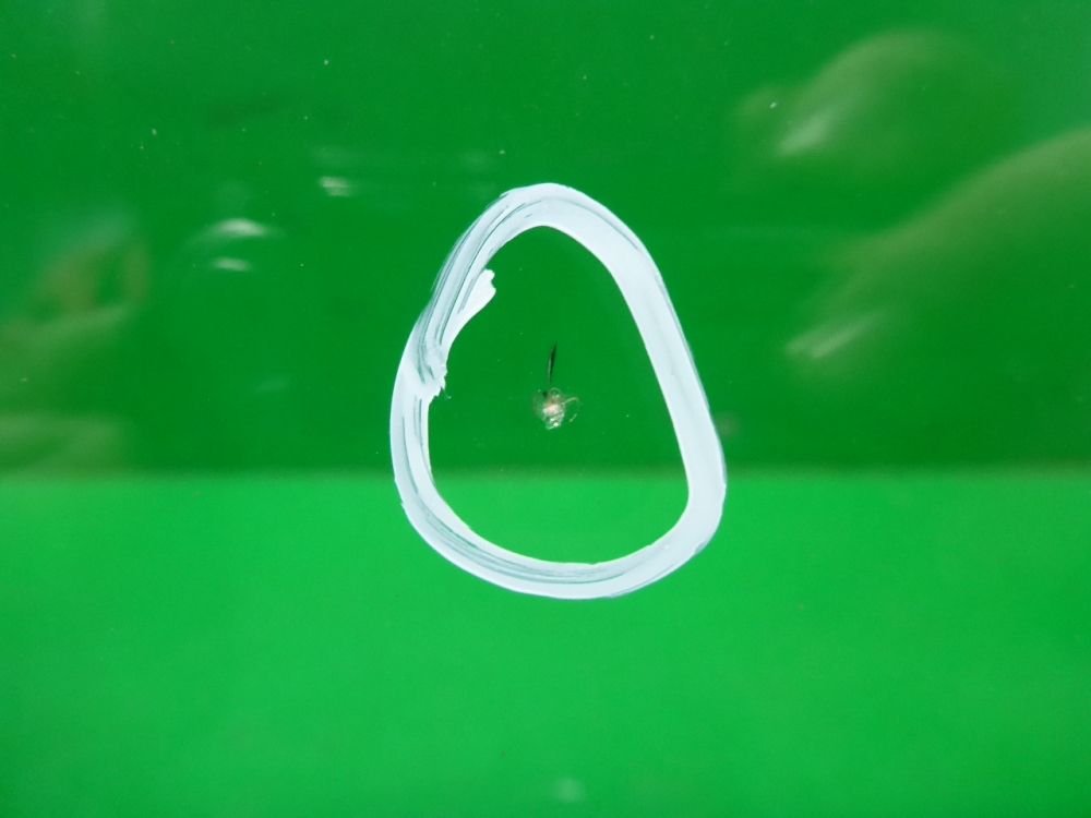 Стекло лобовое