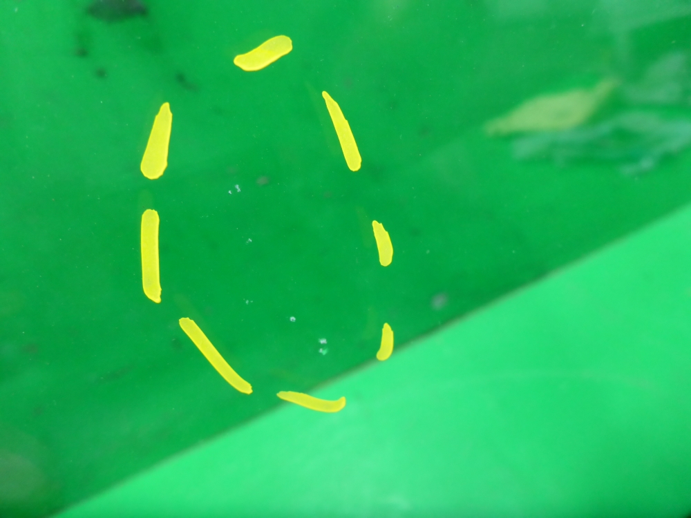 Стекло лобовое