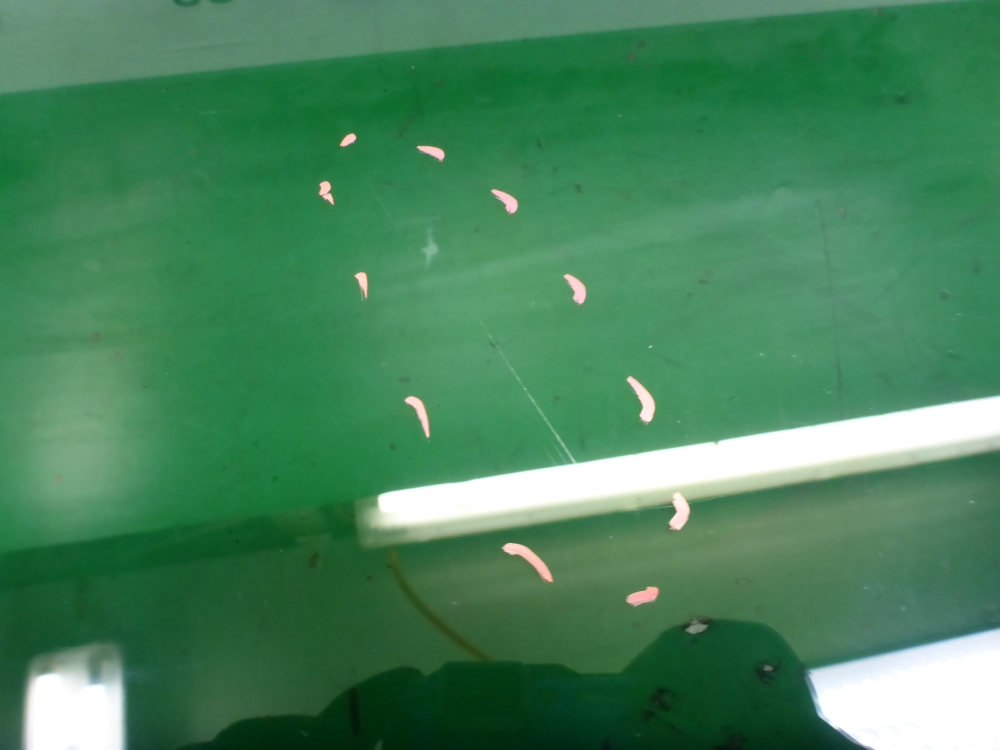 Стекло двери передней правой