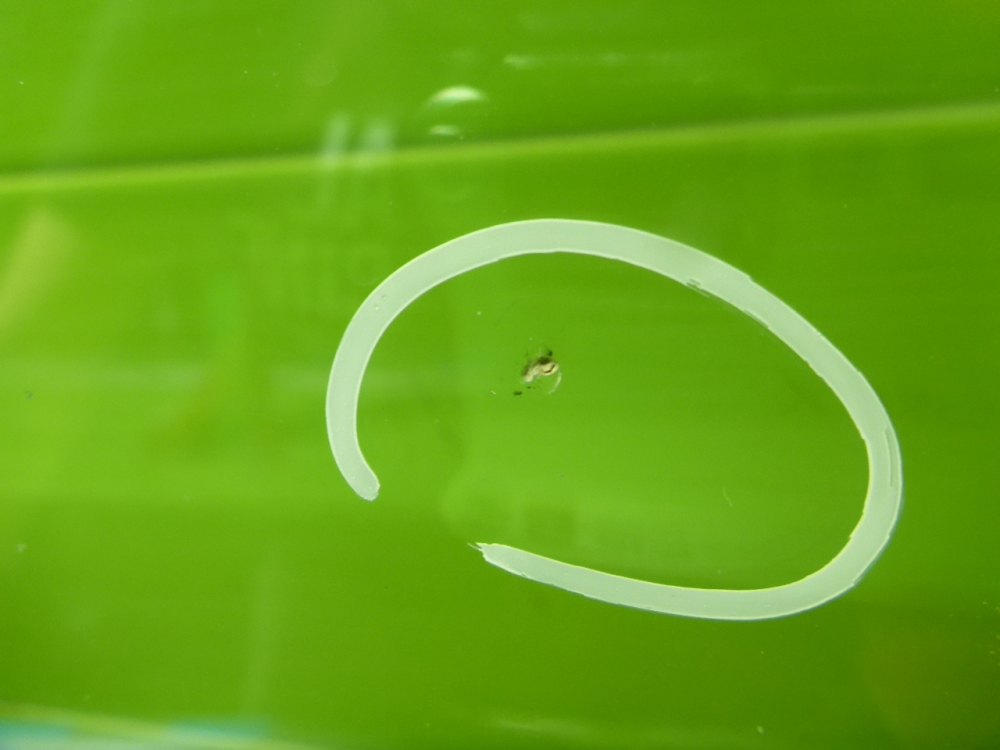 Стекло лобовое