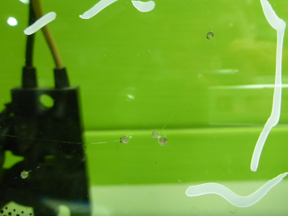 Стекло лобовое