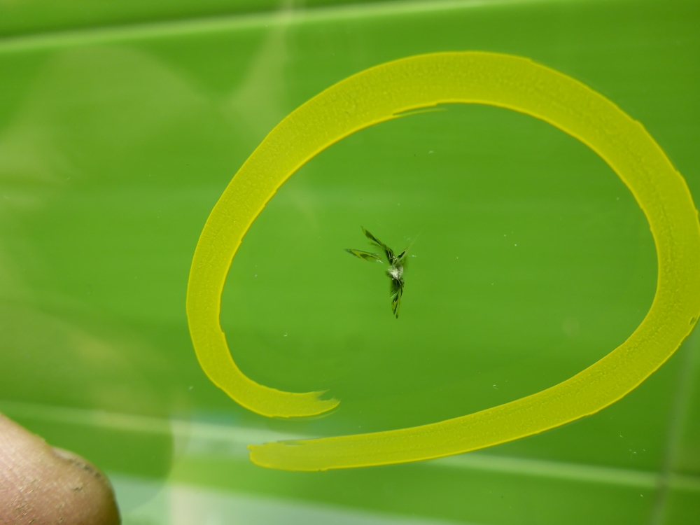 Стекло лобовое