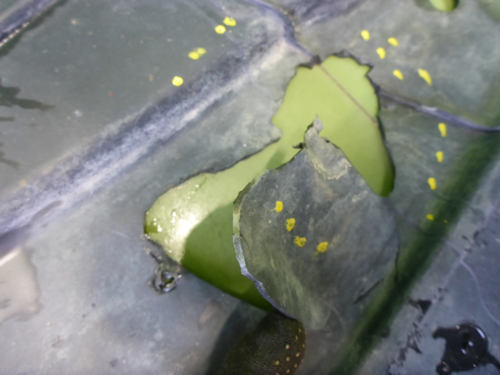 Защита антигравийная