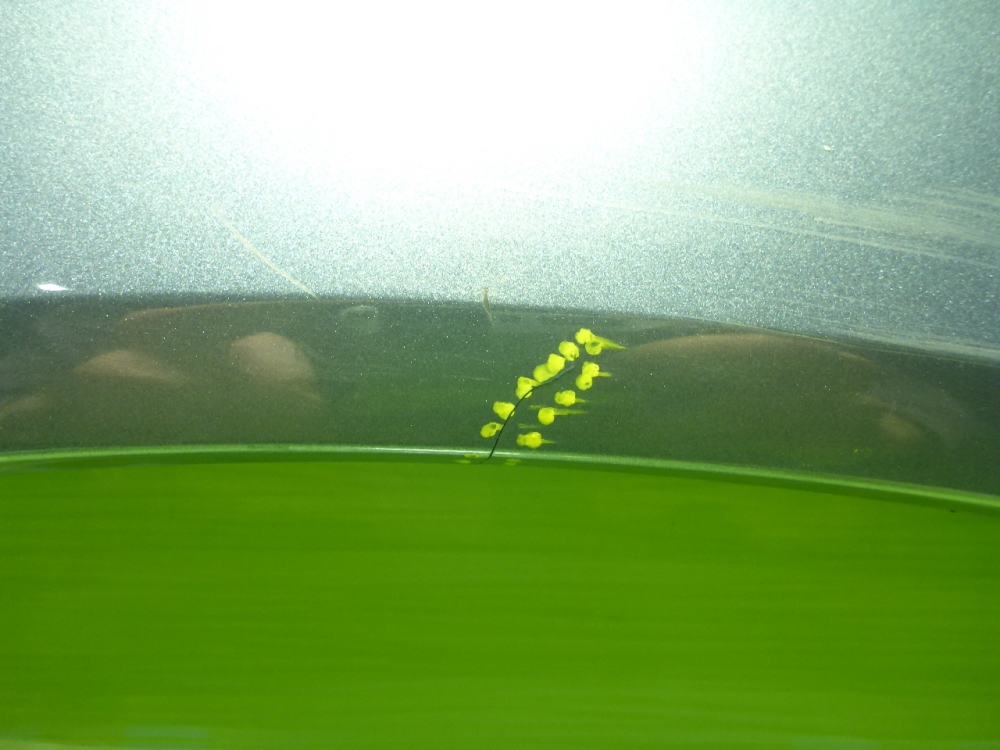 Накладка переднего крыла правого